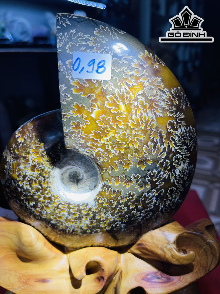 Tác Phẩm Ốc Anh Vũ Hóa Thạch Cao 25 (cm) 1,7kg