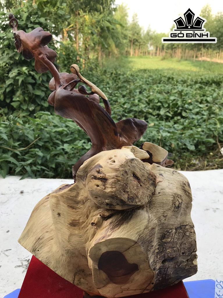 cay-lan-trang-tri-go-huong-cao-50-ngang-35-sau-21-cm-422888