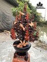 binh-hoa-mai-go-trac-cao-ca-ky-94-ngang-52-sau-32-cm-424260