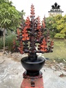 binh-hoa-mai-go-trac-cao-ca-ky-94-ngang-52-sau-32-cm-424261