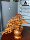 binh-tung-bonsai-go-huong-cao-50-ngang-50-sau-23-duong-kinh-binh-20-cm-424689