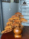 binh-tung-bonsai-go-huong-cao-50-ngang-50-sau-23-duong-kinh-binh-20-cm-424695