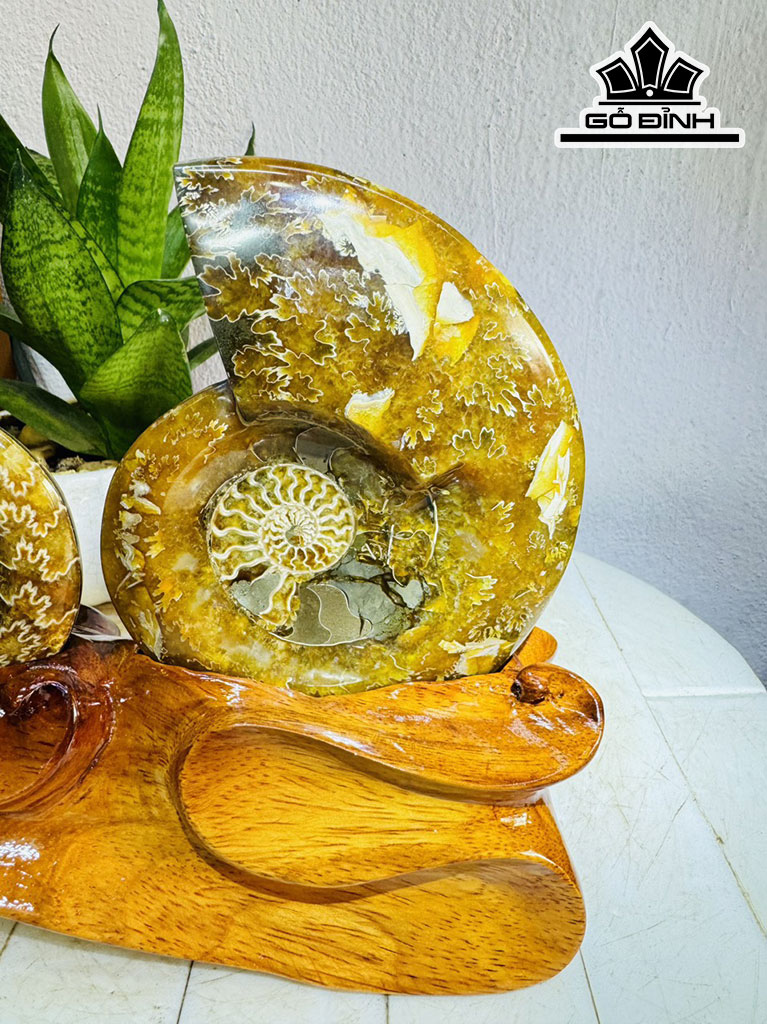 Cặp Ốc Anh Vũ Hóa Ngọc Cao 20 Ngang 27 (cm) 1,7kg