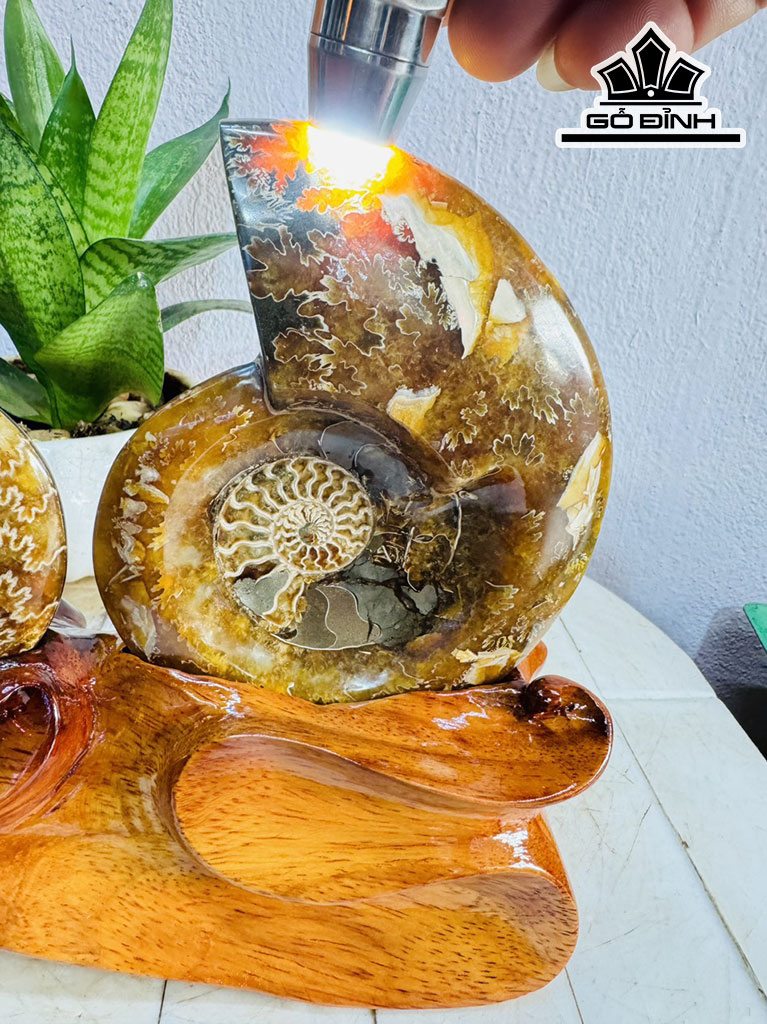 Cặp Ốc Anh Vũ Hóa Ngọc Cao 20 Ngang 27 (cm) 1,7kg