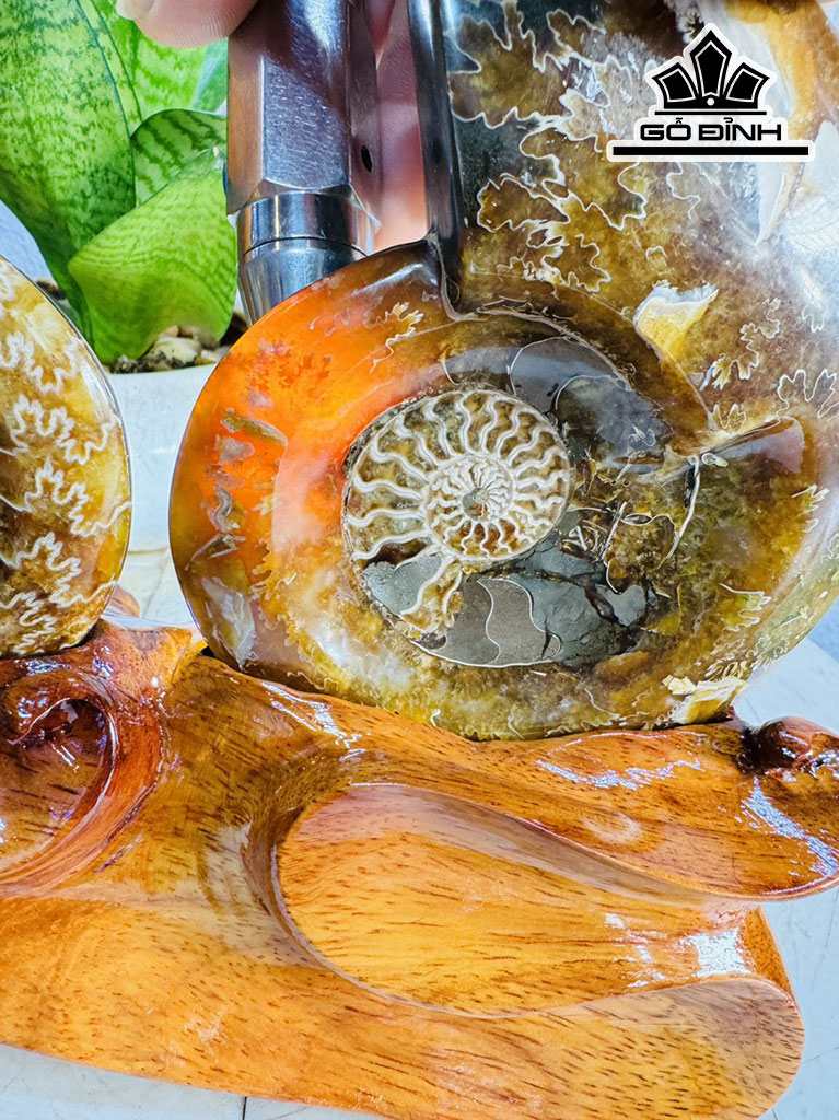 Cặp Ốc Anh Vũ Hóa Ngọc Cao 20 Ngang 27 (cm) 1,7kg