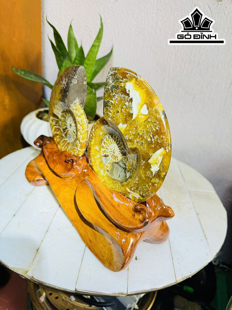 Cặp Ốc Anh Vũ Hóa Ngọc Cao 20 Ngang 27 (cm) 1,7kg