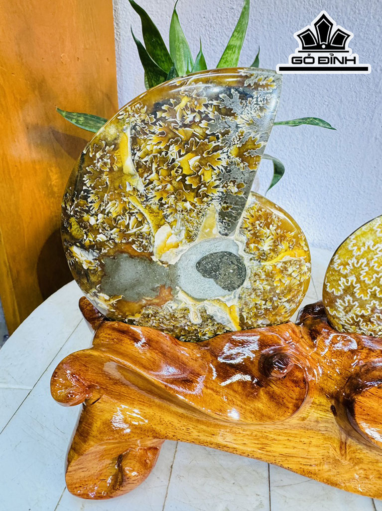 Cặp Ốc Anh Vũ Hóa Ngọc Cao 20 Ngang 27 (cm) 1,7kg