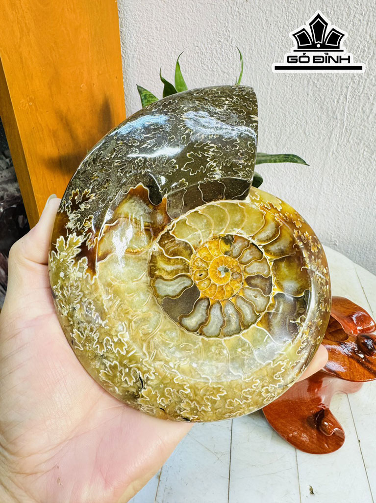 Tác Phẩm Ốc Anh Vũ Hóa Ngọc Cao 25 Ngang 15 (cm) 2,1kg