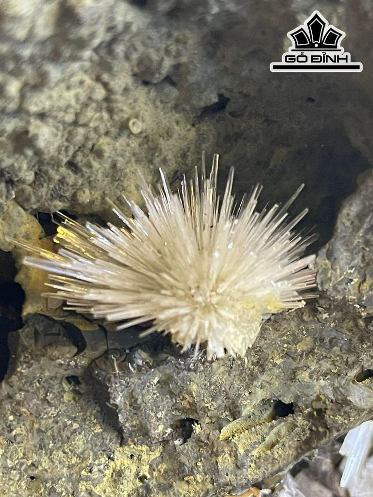 Bông Hoa Ưu Đàm Đá Trầm Tích Cao 25 (cm) 3kg