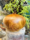 chum-phu-quy-go-nu-huong-cao-26-duong-kinh-36-cm-425474