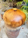 chum-phu-quy-go-nu-huong-cao-26-duong-kinh-36-cm-425475