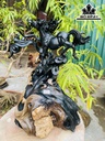 tuong-nhat-ma-go-mun-sung-cao-36-ngang-30-sau-22-cm-425501