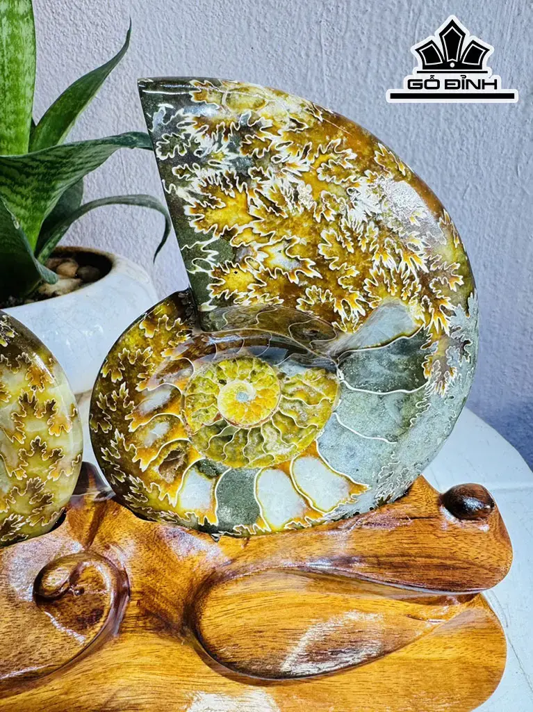 Cặp Ốc Anh Vũ Hóa Ngọc Cao 20 ngang 22 (cm) 1,9kg