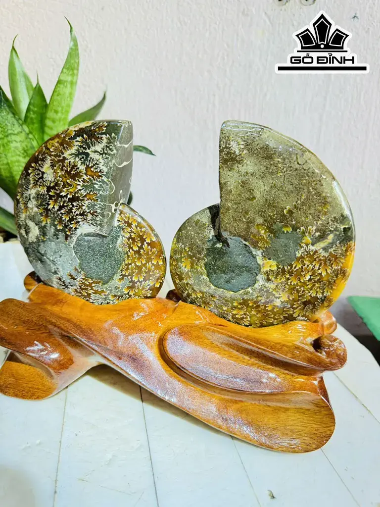 Cặp Ốc Anh Vũ Hóa Ngọc Cao 20 ngang 22 (cm) 1,9kg