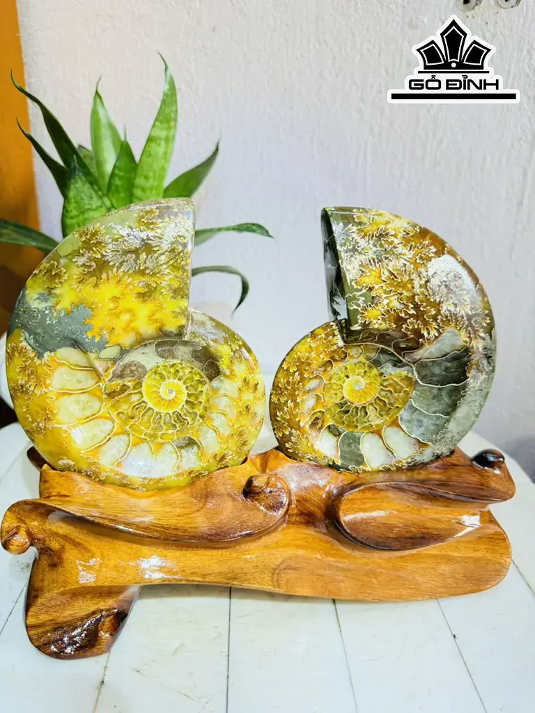 Cặp Ốc Anh Vũ Hóa Ngọc Cao 20 ngang 22 (cm) 1,9kg