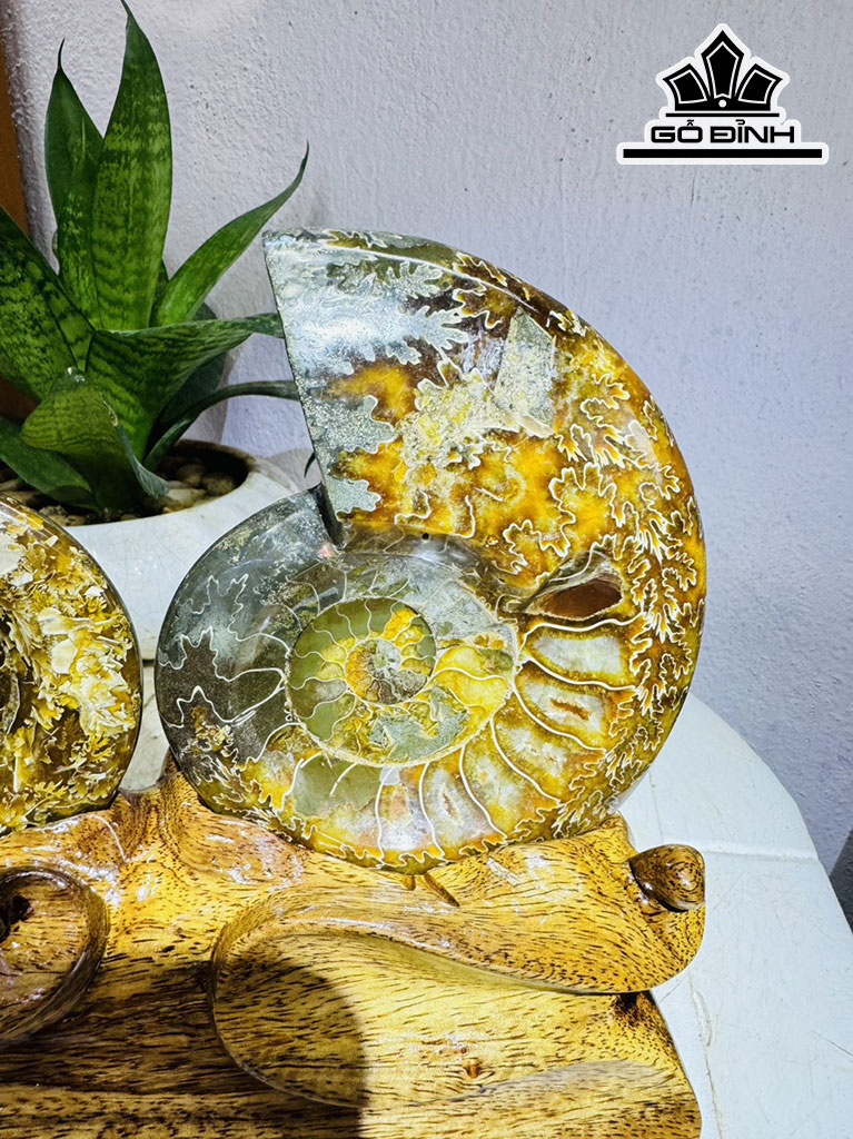 Cặp Ốc Anh Vũ Hóa Ngọc Cao 22 Ngang 25 (cm) 2kg
