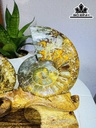 Cặp Ốc Anh Vũ Hóa Ngọc Cao 22 Ngang 25 (cm) 2kg