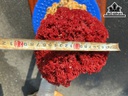 Cây San Hô Đỏ Mào Gà Cao 19 Ngang 18 (cm)