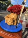 Cây San Hô Đỏ Mào Gà Cao 19 Ngang 18 (cm)
