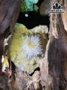 Hốc Đá Malachite Cao 35 (cm) 6,4kg