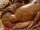 doi-ca-kim-long-go-nu-ngoc-am-cao-58-ngang-42-sau-8-cm-426749