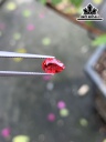 Viên Đá Spinel Đỏ Cao 7,8 Ngang 5 Sâu 3,8 (mm) 1,15cts