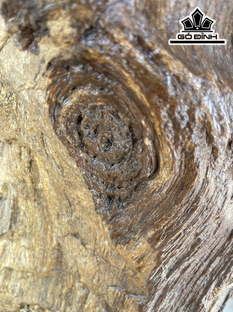 Hai Khúc Mắt Gỗ Hóa Thạch 52kg