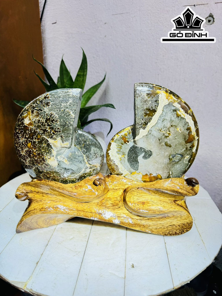 Cặp Ốc Anh Vũ Hóa Ngọc Cao 22 Ngang 25 (cm) 2kg