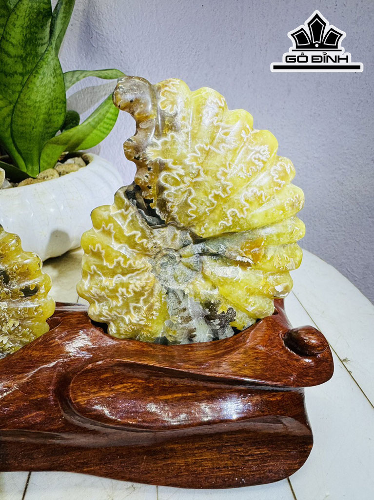 Cặp Ốc Anh Vũ Hóa Ngọc Cao 15 Ngang 19 (cm) 1kg