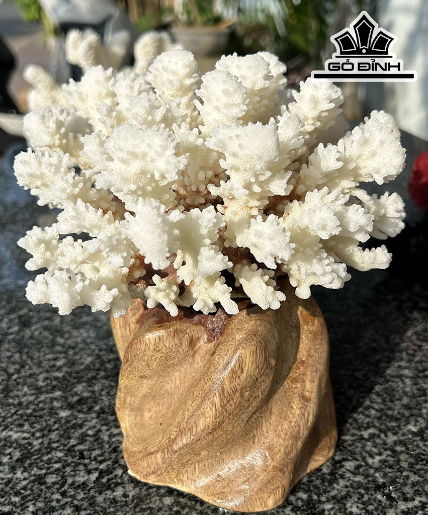 Búp San Hô Trắng Bông Tuyết Tròn Cao 18 Đường Kính 18 (cm)