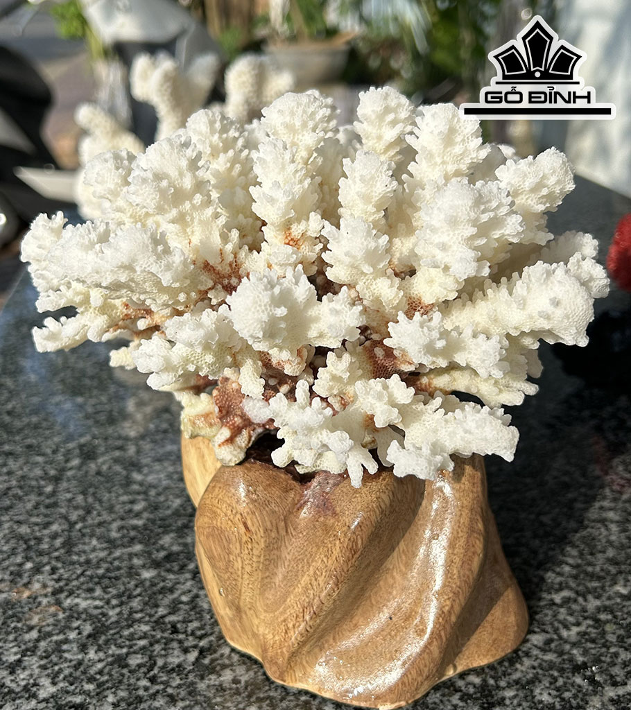 Búp San Hô Trắng Bông Tuyết Tròn Cao 18 Đường Kính 18 (cm)