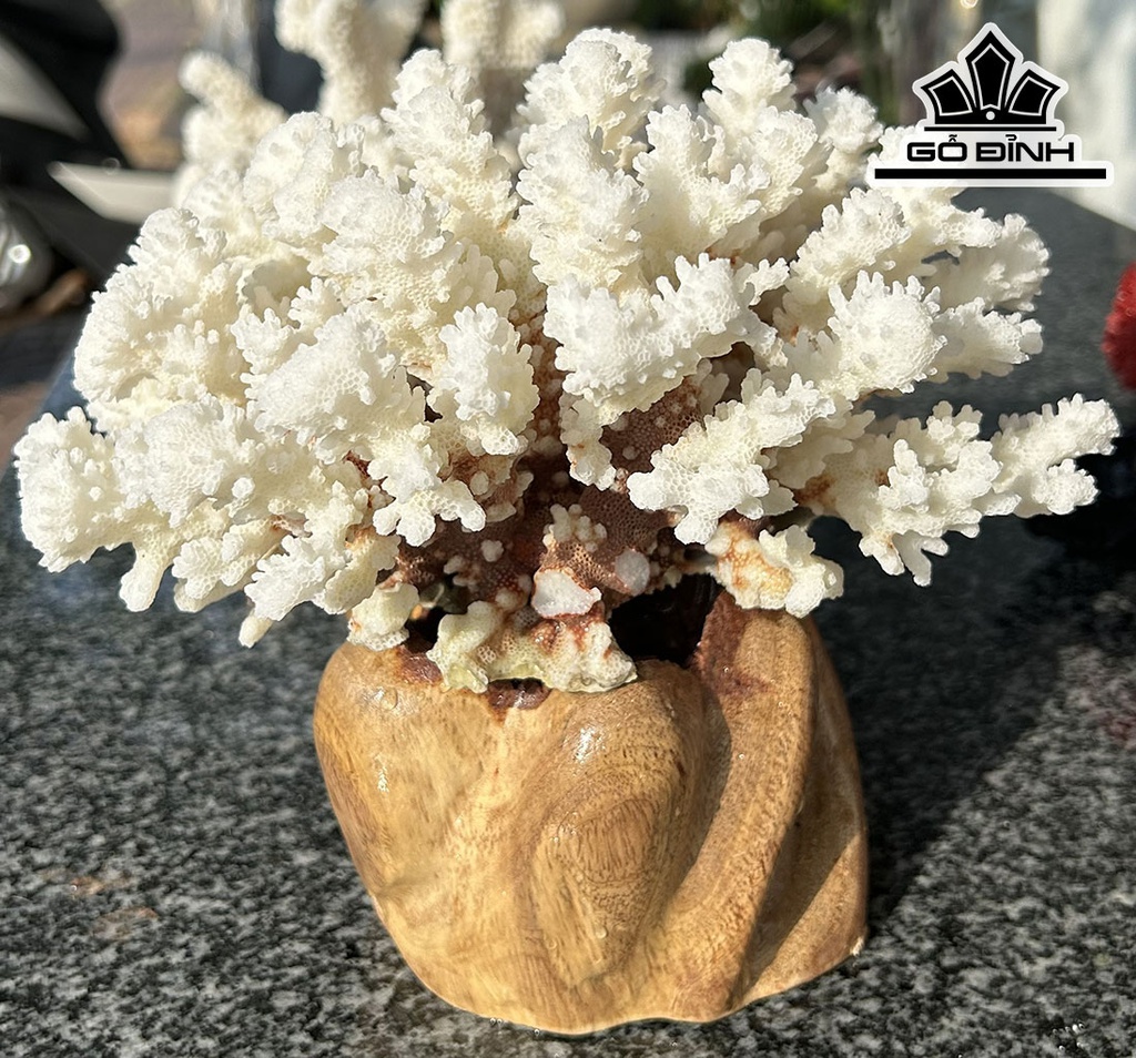 Búp San Hô Trắng Bông Tuyết Tròn Cao 18 Đường Kính 18 (cm)