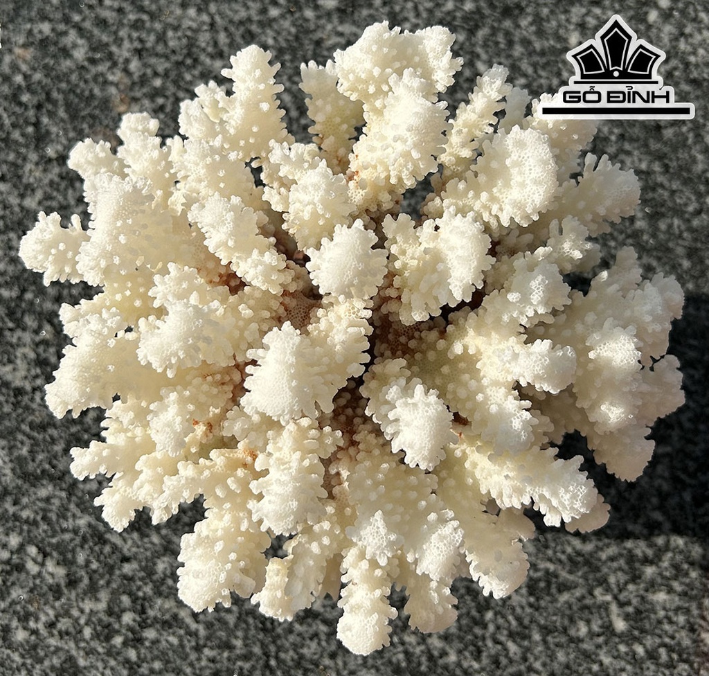 Búp San Hô Trắng Bông Tuyết Tròn Cao 18 Đường Kính 18 (cm)