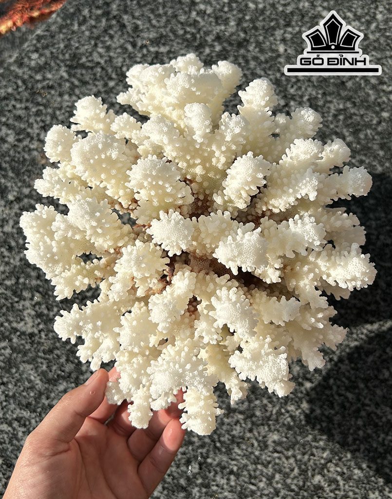 Búp San Hô Trắng Bông Tuyết Tròn Cao 18 Đường Kính 18 (cm)