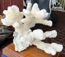 Búp San Hô Trắng Sừng Nai Cao 22 Ngang 24 (cm)