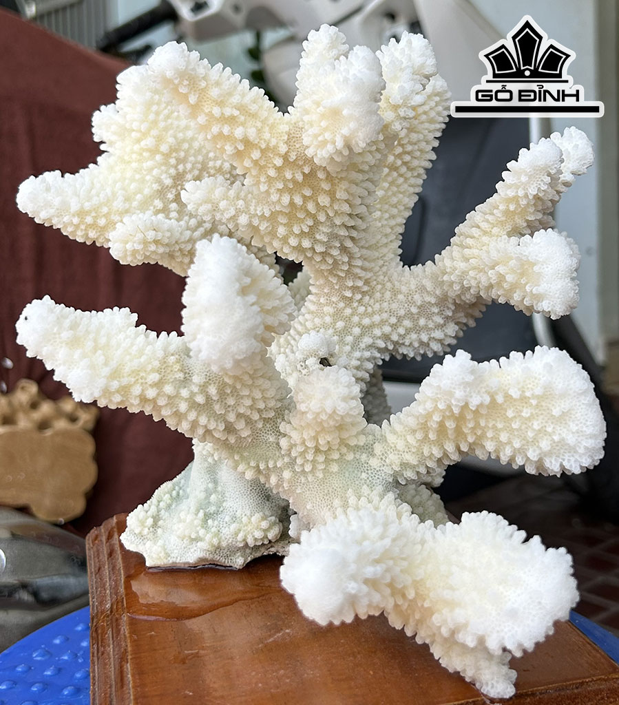 Búp San Hô Trắng Sừng Nai Cao 22 Ngang 24 (cm)