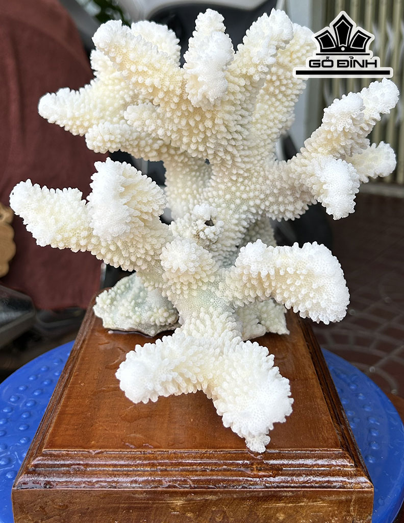Búp San Hô Trắng Sừng Nai Cao 22 Ngang 24 (cm)