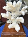 Búp San Hô Trắng Sừng Nai Cao 22 Ngang 24 (cm)