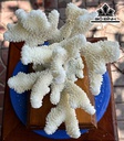 Búp San Hô Trắng Sừng Nai Cao 22 Ngang 24 (cm)