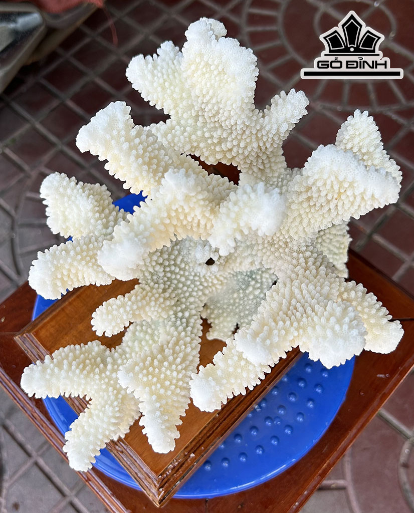 Búp San Hô Trắng Sừng Nai Cao 22 Ngang 24 (cm)