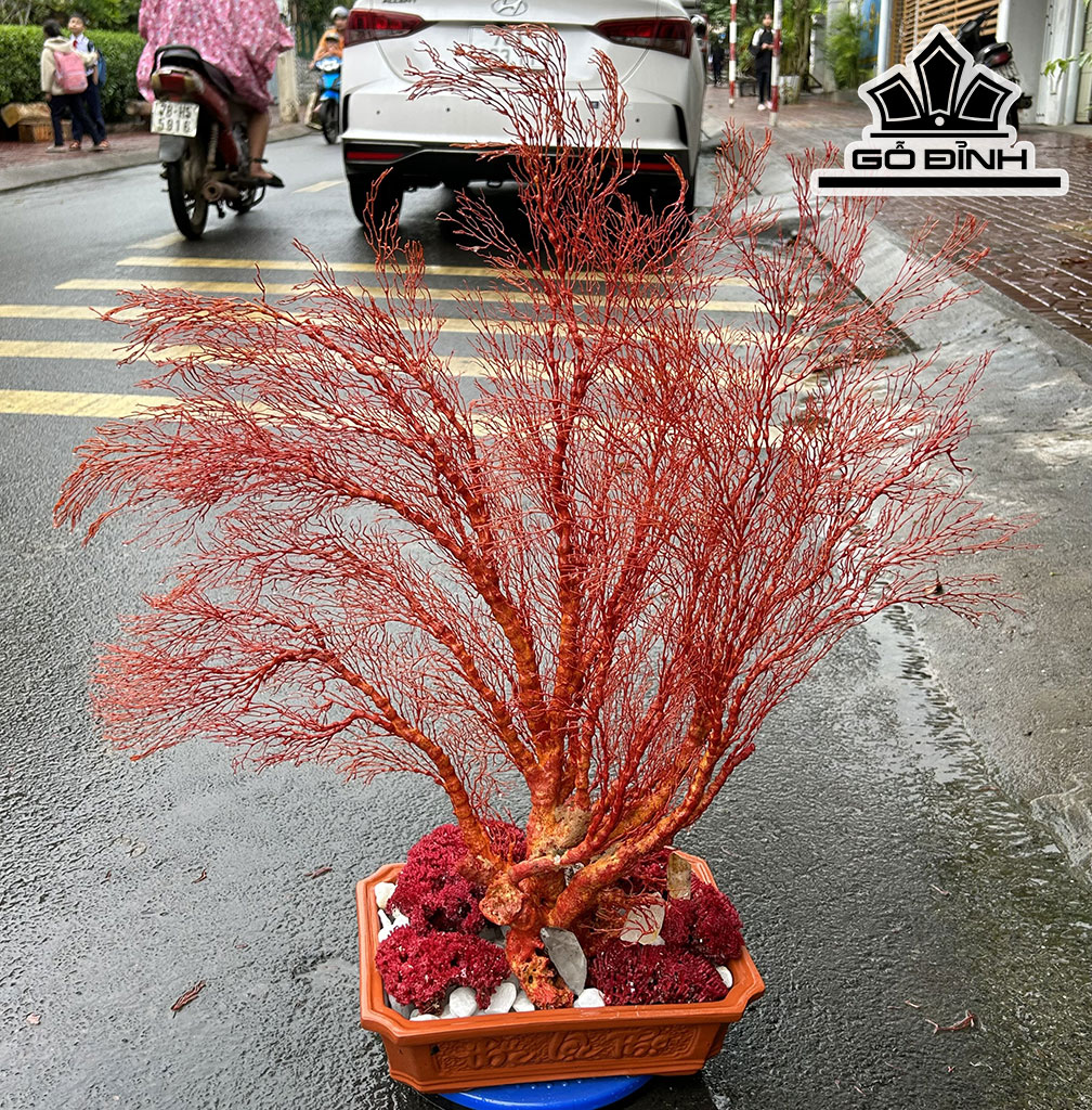Chậu San Hô Đỏ Cao 75 Ngang 70  (cm)