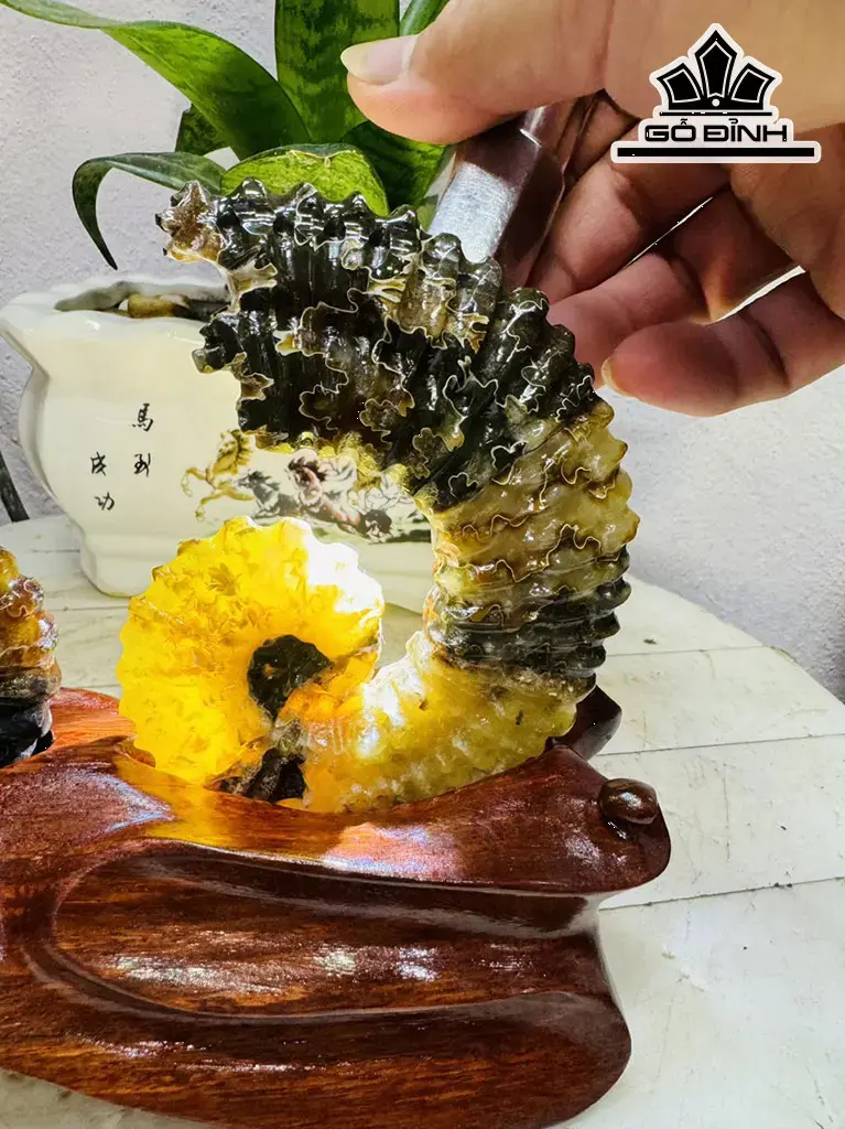 Cặp Ốc Anh Vũ Hóa Ngọc Cao 15 Ngang 20 (cm) 0,9kg