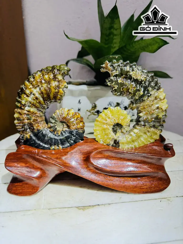 Cặp Ốc Anh Vũ Hóa Ngọc Cao 15 Ngang 20 (cm) 0,9kg