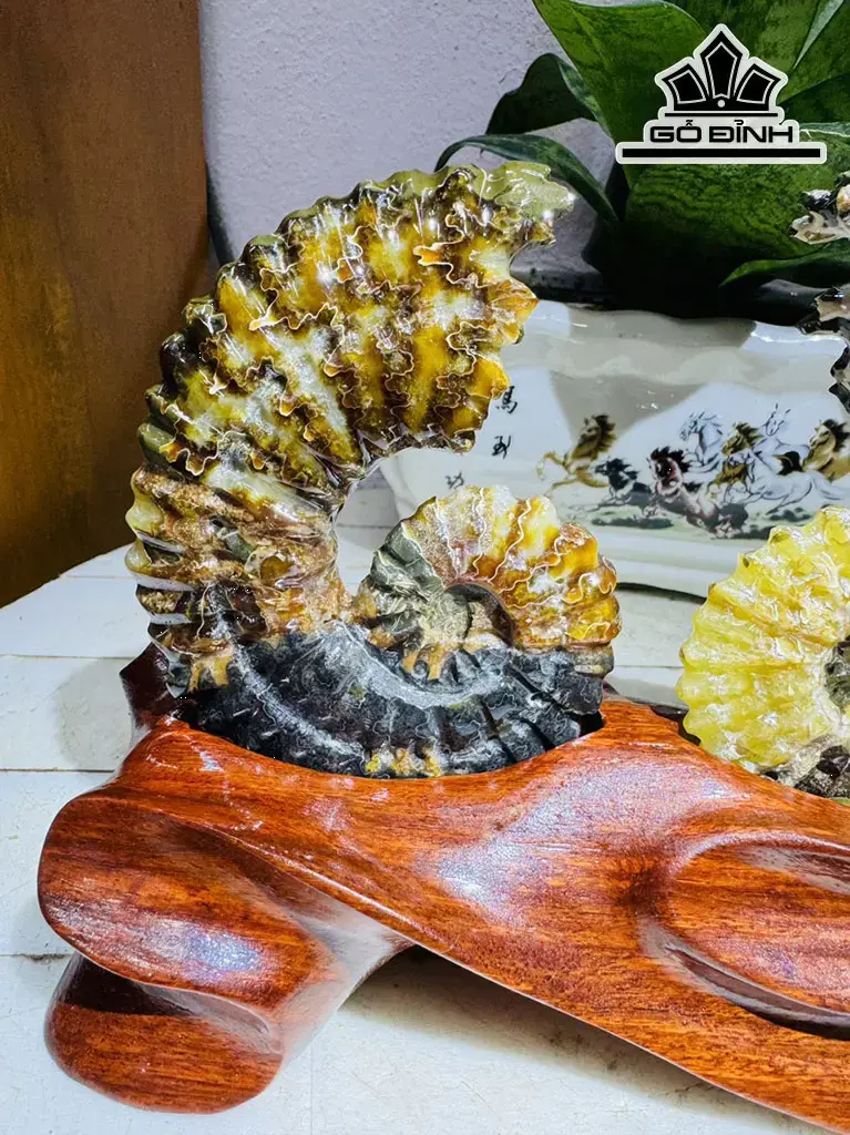 Cặp Ốc Anh Vũ Hóa Ngọc Cao 15 Ngang 20 (cm) 0,9kg