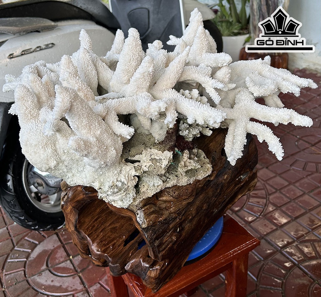 Cây San Hô Trắng Cao 52 Ngang 47 (cm) 18,5kg