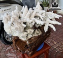Cây San Hô Trắng Cao 52 Ngang 47 (cm) 18,5kg