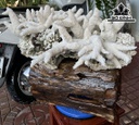 Cây San Hô Trắng Cao 52 Ngang 47 (cm) 18,5kg