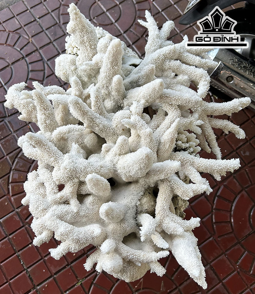 Cây San Hô Trắng Cao 52 Ngang 47 (cm) 18,5kg