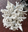 Cây San Hô Trắng Cao 52 Ngang 47 (cm) 18,5kg