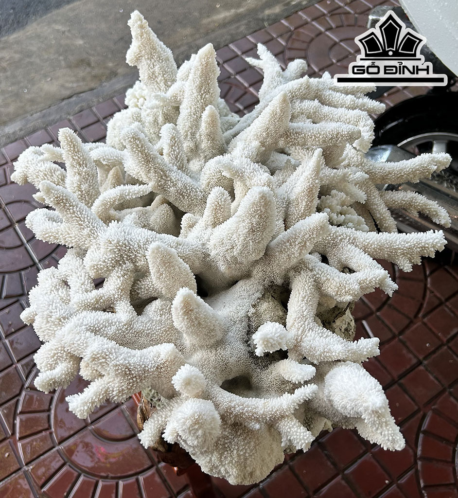 Cây San Hô Trắng Cao 52 Ngang 47 (cm) 18,5kg